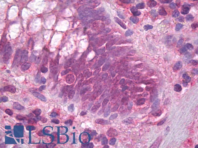 IHC-plus™ CD95 / FAS Antibody