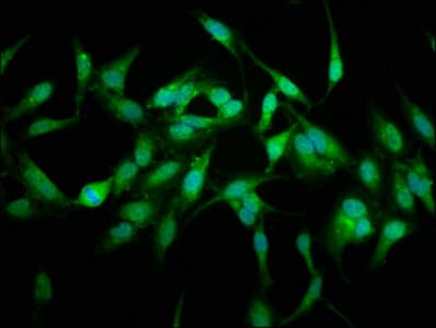 USP48 Antibody
