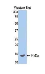 REN / Renin 1 Antibody (aa144-237)
