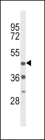 DRD4 / Dopamine Receptor D4 Antibody (aa365-391)