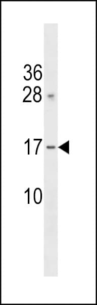 GAPT Antibody (aa84-112)