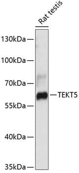 TEKT5 Antibody