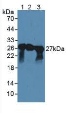 SNAP25 Antibody