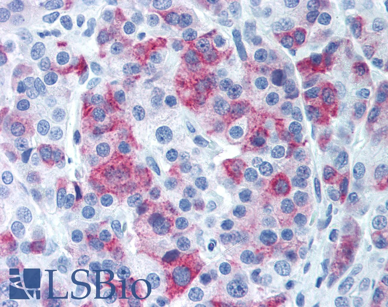 PathPlus™ AVPR1B Antibody (N-Terminus)