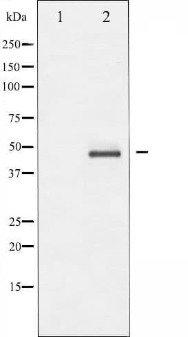 CASP9 / Caspase 9 Antibody