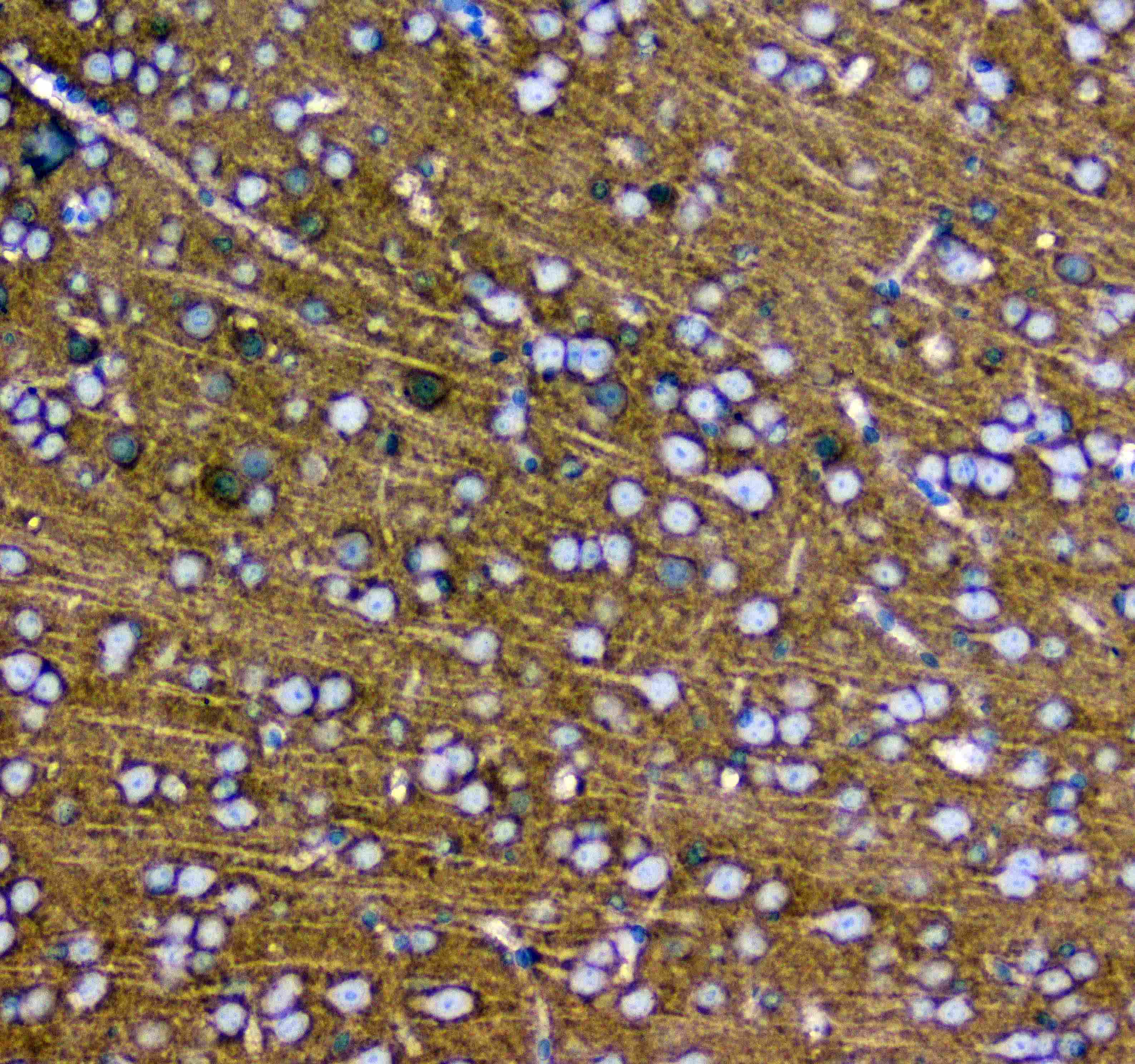 SYT1 / Synaptotagmin Antibody
