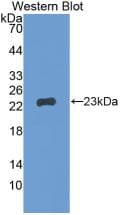 GREM1 / Gremlin-1 Antibody (aa26-184)