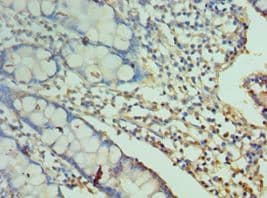 CD244 Antibody (aa22-224)
