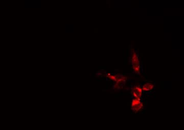 BCAS3 Antibody