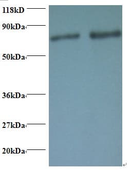RAB1A Antibody (HRP)