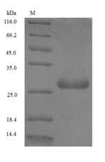 Wheat PLTP Protein (Recombinant 6His-SUMO, N-terminus)