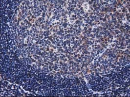 NHEJ1 / XLF Antibody (clone OTI3D6)