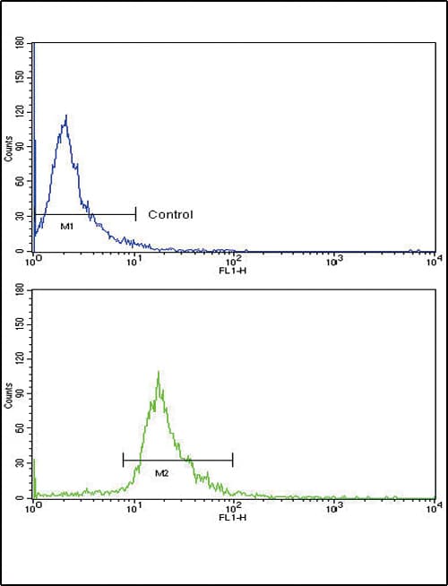 CD105 Antibody (aa380-409)