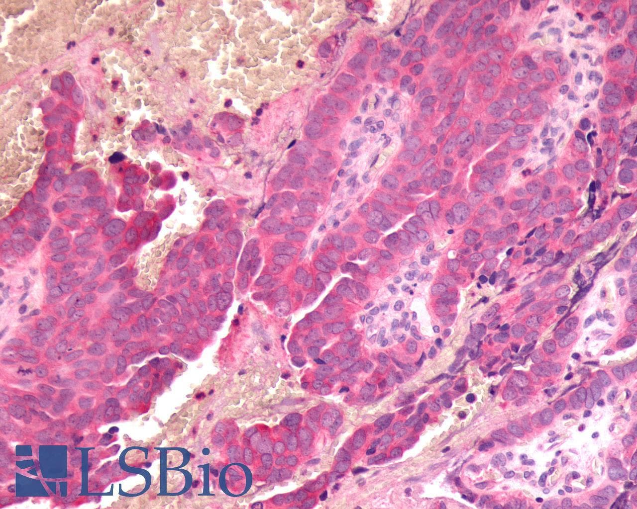 PathPlus™ FZD9 / Frizzled 9 Antibody (N-Terminus)