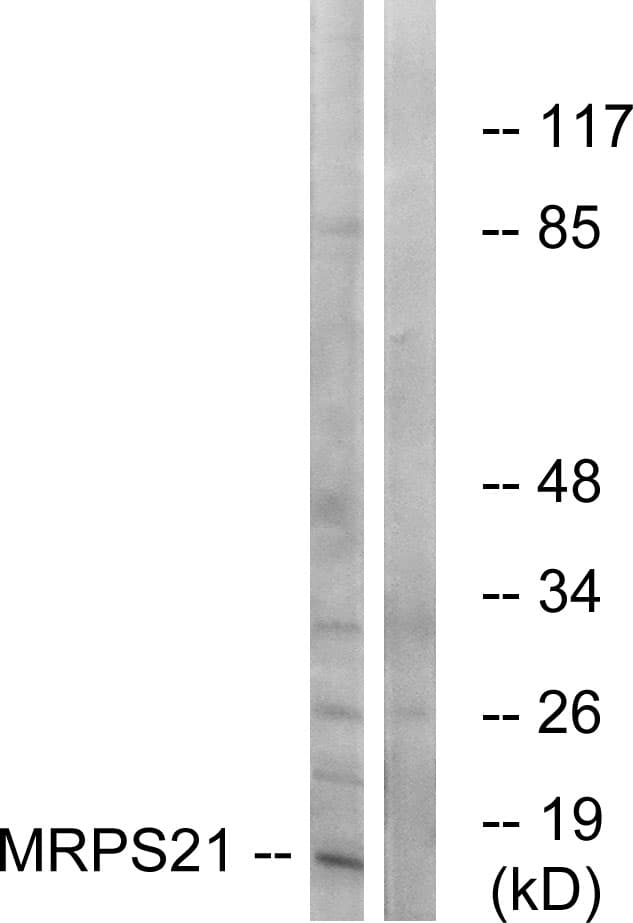 MRPS21 Antibody (aa38-87)