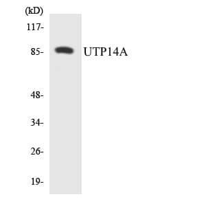 Polyclonal Rabbit anti-Human UTP14A Antibody (aa30-79, WB)