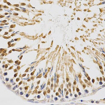NFE2L2 / NRF2 Antibody