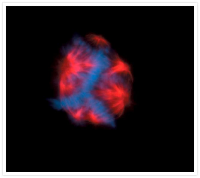 Alpha Tubulin Antibody (clone 236-10501, Biotin)