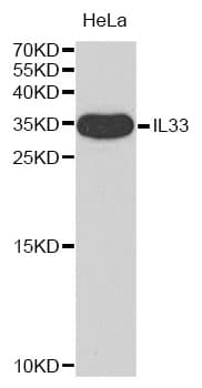 IHC-plus™ Polyclonal Rabbit anti-Human IL-33 Antibody (IHC, WB)