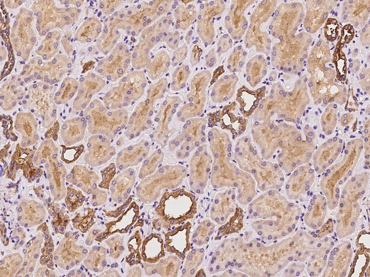 C9orf100 Antibody