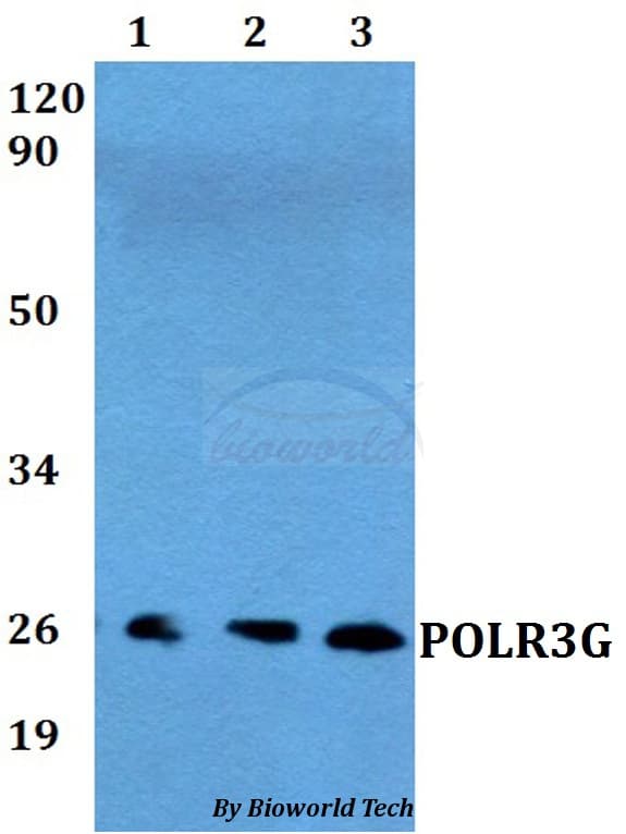 Polyclonal Rabbit anti-Human POLR3G Antibody (WB)