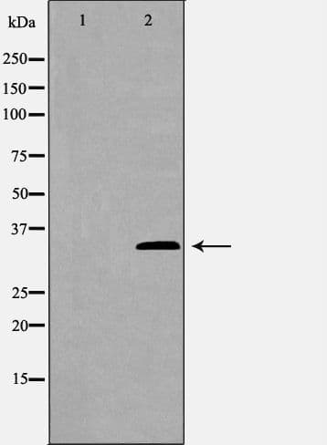 GAS2 Antibody
