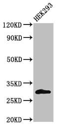 Polyclonal Rabbit anti-Human KCNIP3 / Dream / Calsenilin Antibody (IHC, IF, WB)