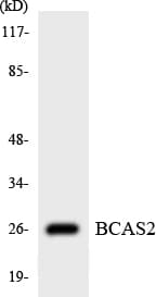 BCAS2 Antibody (aa176-225)