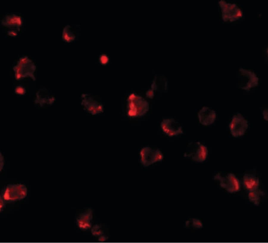 IHC-plus™ NKX2-4 Antibody
