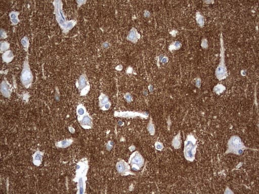 SYT4 Antibody (clone UMAB141)