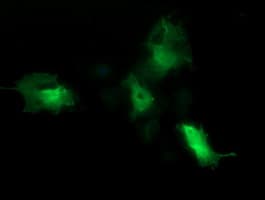 CDC123 Antibody (clone OTI3E8)