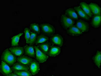VPS39 Antibody