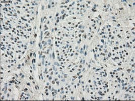 HDAC10 Antibody (clone OTI2H6)
