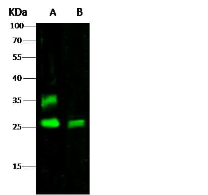 Polyclonal Rabbit anti-Mouse CTLA4 / CD152 Antibody (Preservative Free, WB)