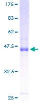 Human C11orf15 / TMEM9B Protein (Recombinant GST)
