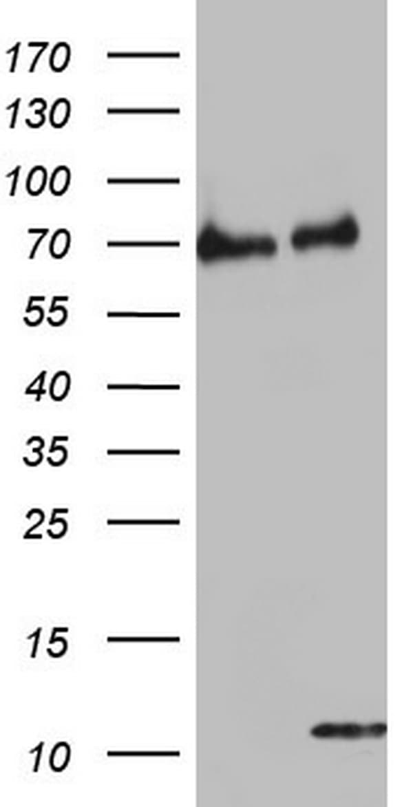 CYCS / Cytochrome c Antibody (clone OTI2F2)