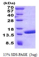 Human POLR2J2 Protein (Recombinant His)