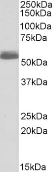 ADRB1 Antibody (aa202-214)