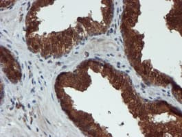 XTP4 / C17orf37 Antibody (clone OTI2D2)