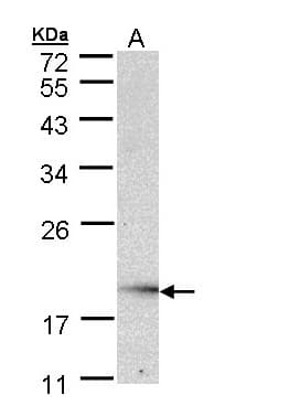 UBE2G2 Antibody (aa1-165)