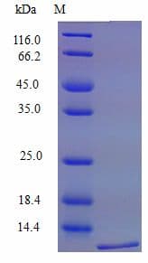 Mouse CCL19 / MIP3-Beta Protein (Recombinant)