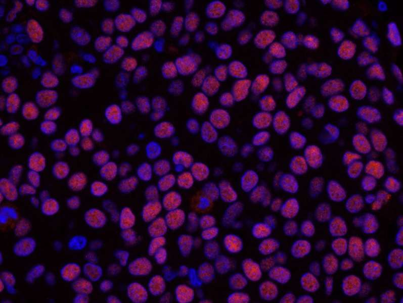 HDAC2 Antibody (aa425-C-term)