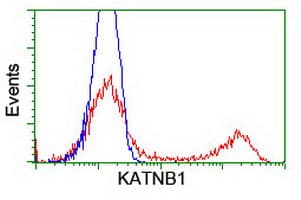 KATNB1 Antibody (clone OTI5A1)