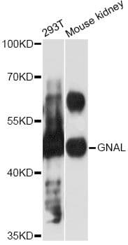 GNAL Antibody