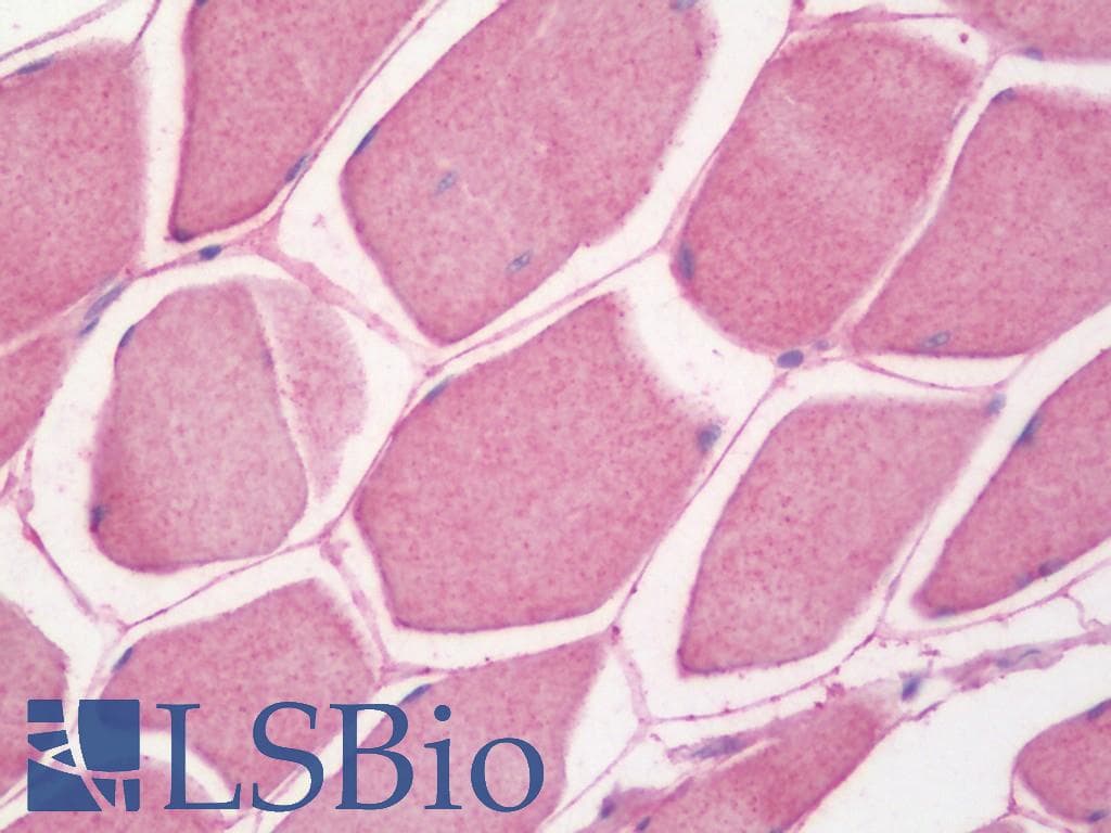 IHC-plus™ NDUFA1 Antibody