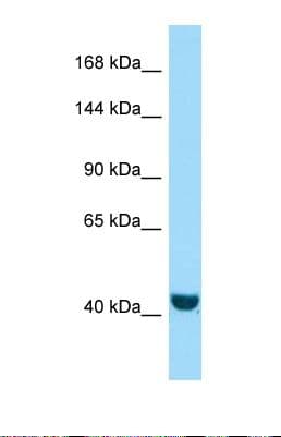 FRMPD2 Antibody (aa89-138)