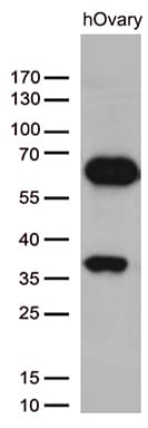 KLF11 Antibody (aa1-274, clone OTI5A1)