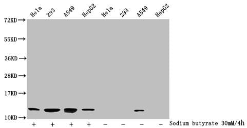 HIST1H4I Antibody