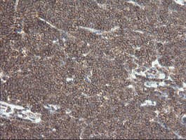 DEF6 Antibody (clone OTI3C4)