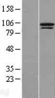 TTC14 Protein (Over-Expression Lysate Myc-DDK (Flag))
